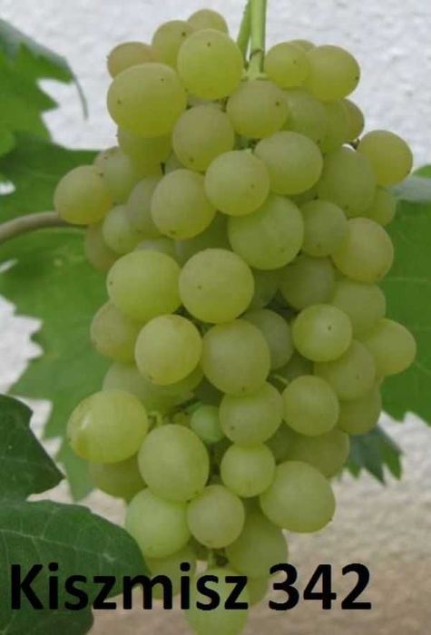 Winogron KISZMISZ 342. Sadzonka winorośli1,2m