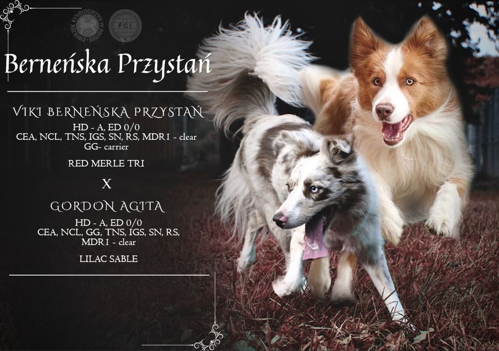 Border Collie piesek lilak