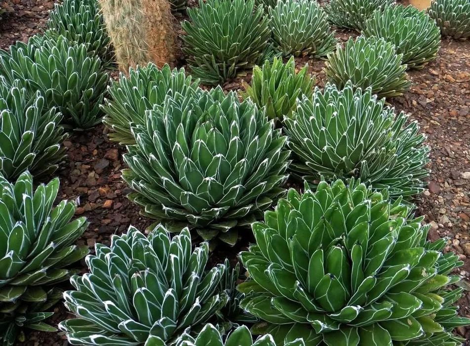 Decoração,limpeza e manutenção jardins, espaços verdes, lagos..