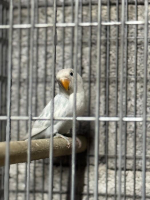 Canários e outras aves disponíveis