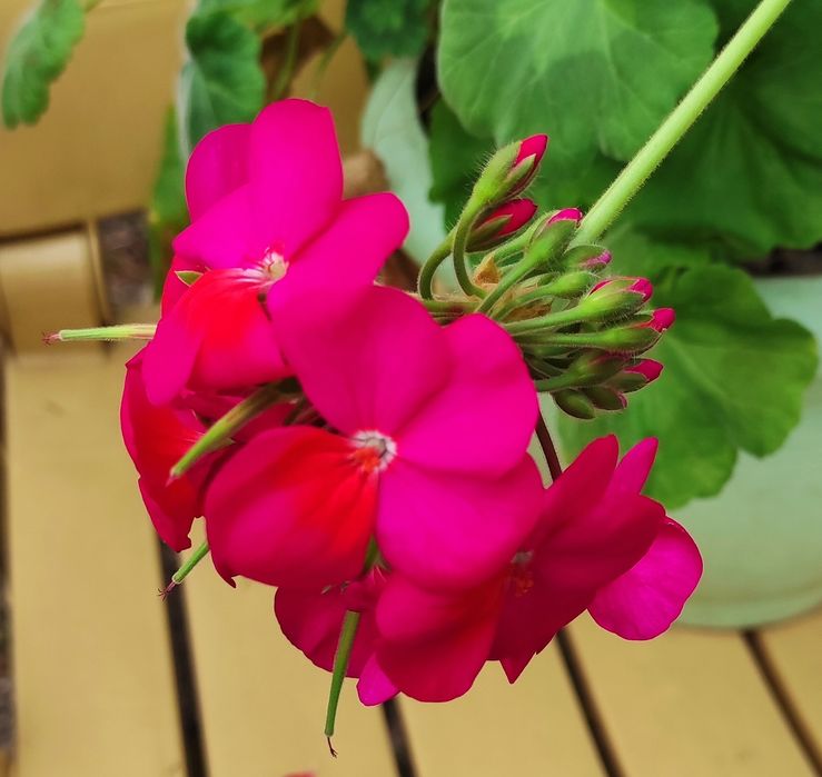 Пеларгония, герань, калачик, свеже срезанные черенки