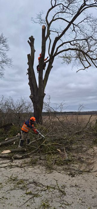Wycinka drzew trudnych oraz pielęgnacja