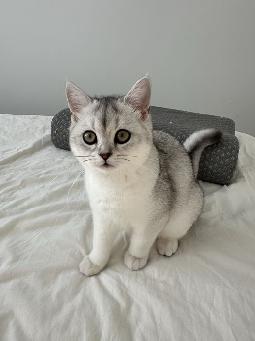 Кошенята шотландські короткошерсті