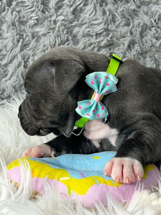 American Staffordshire Terrier suczka 10