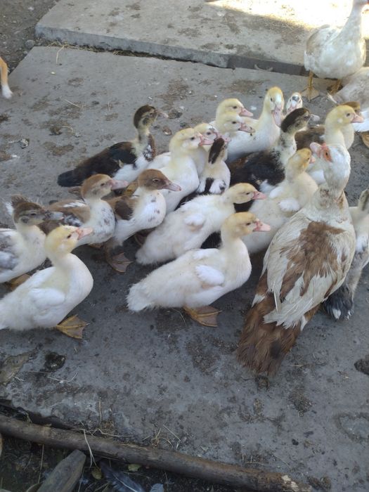 Продам качок  60гр