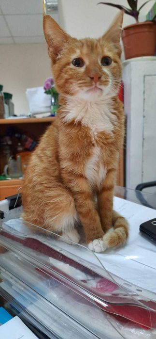 Котята бесплатно в заботливые руки