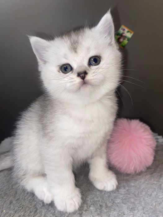 Шотландский хлопчик страйт