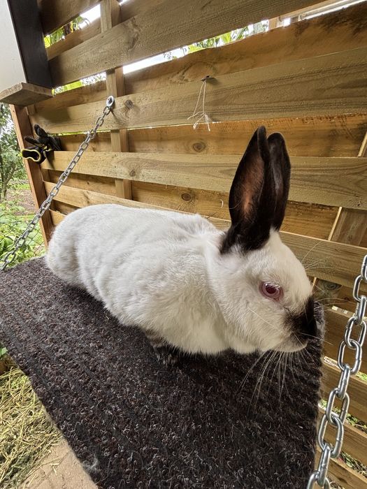 Królik kalifornijski samica rodowód