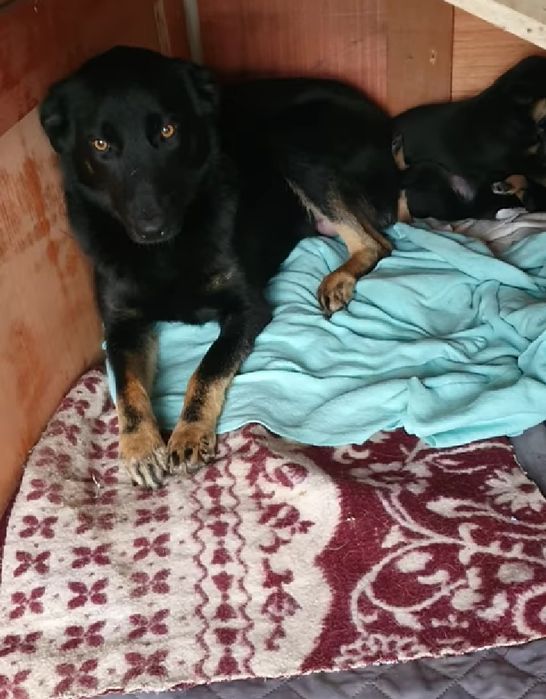 Ziva- cachorra de porte médio para adoção