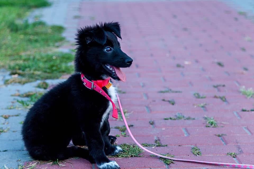 Цуценята хлопчики