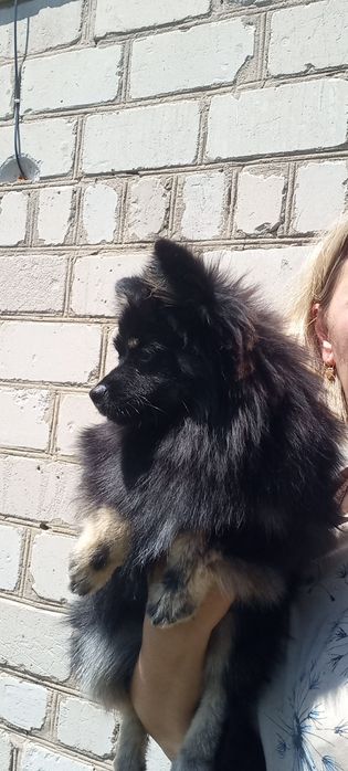 Чарівний хлопчик померанського шпіца