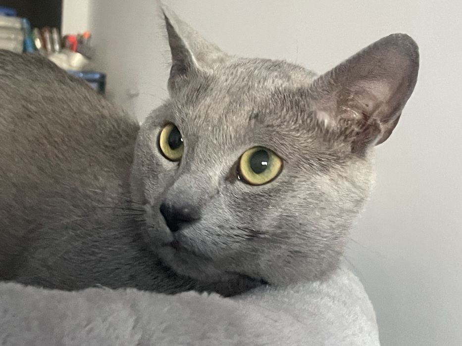 Kotka Rosyjska Niebieska Lucy