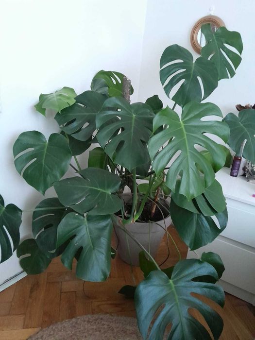 Monstera dziurawa