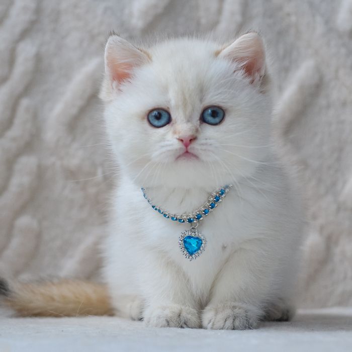 Красуня британськоі породи