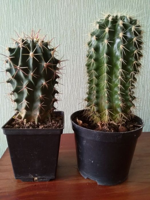 Кактусы экзотические