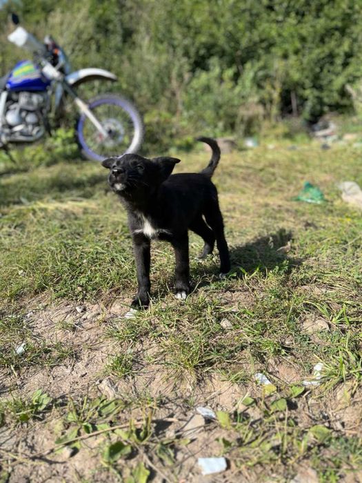 Віддам цуценят в хороші руки
