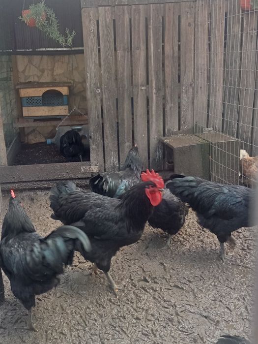 Galos Jersey Gigantes