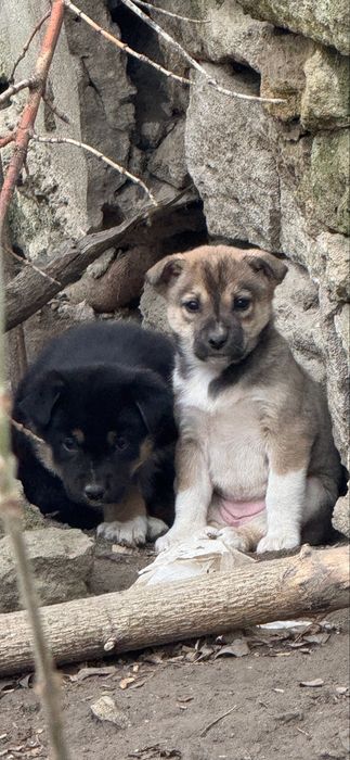 Терміново шукаємо родину