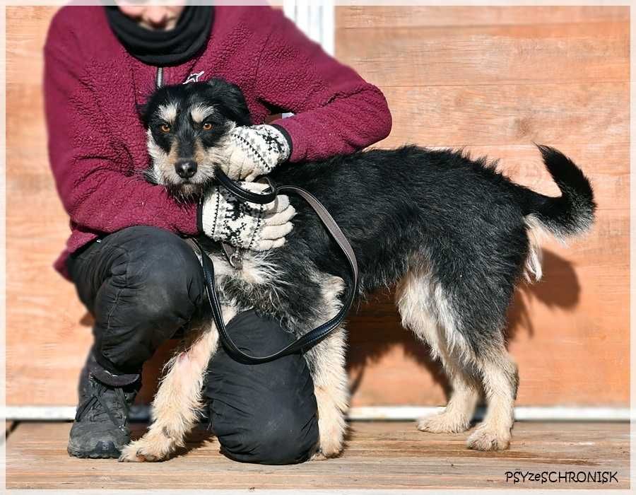 Rumcajs – radosny psiak szuka równie aktywnej rodziny