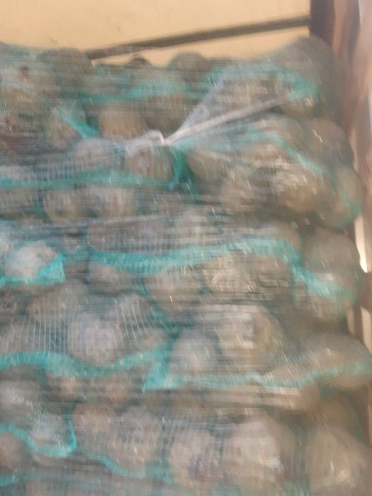 Burak czerwony paszowy