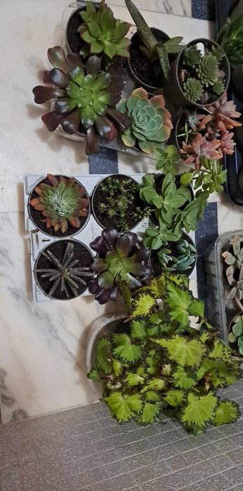 SUCULENTAS Vaso  tam. 8cm