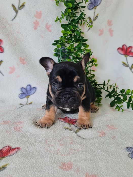 Excelente menino Bulldog/Bouledogue Francês de Qualidade
