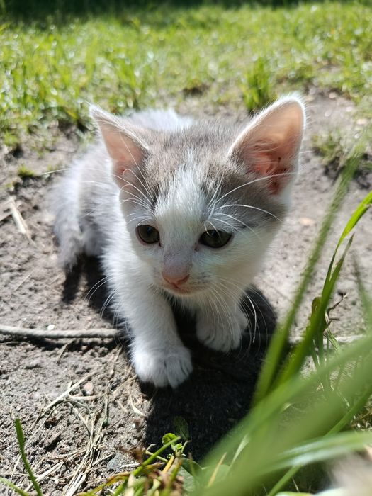 Віддам котиків в гарні руки БЕЗКОШТОВНО