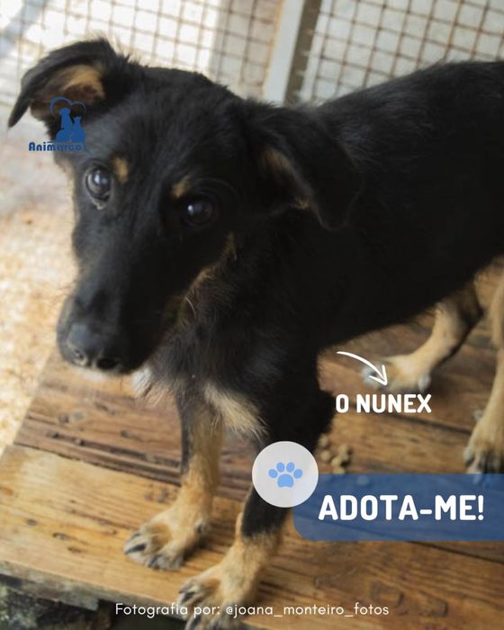Nunex - cao porte medio para adoção