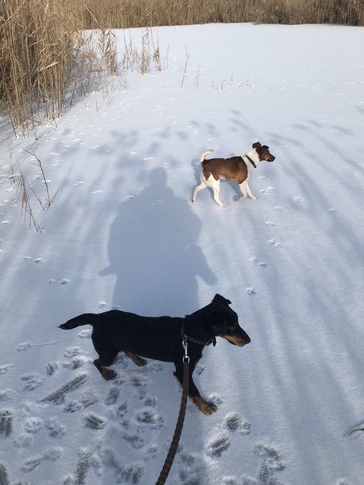 Продам щенков ягдтерьера