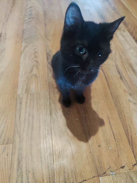 Oddam kotkę pół roku