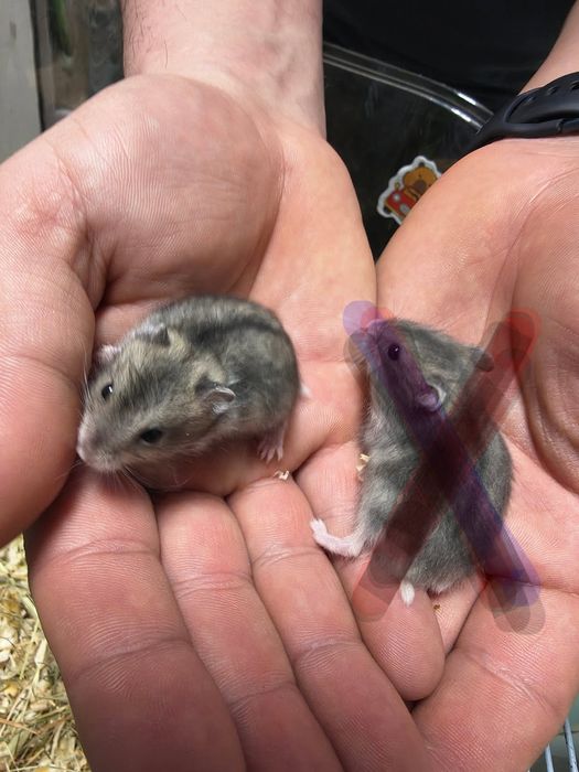 Male chomiki  chomiczki