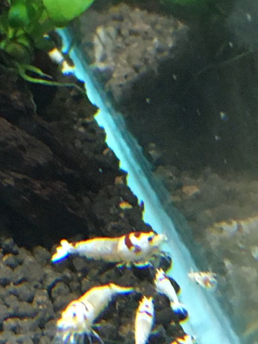 Krewetki caridina crystal red PRL