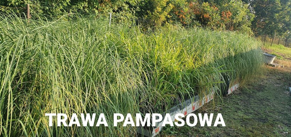 Trawa trawa Pampasowa