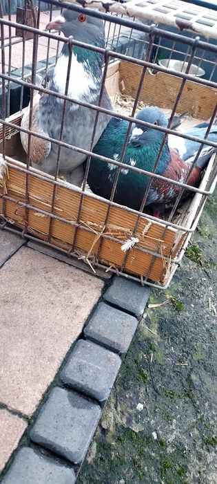 Gołębie Koszua Sprzedam