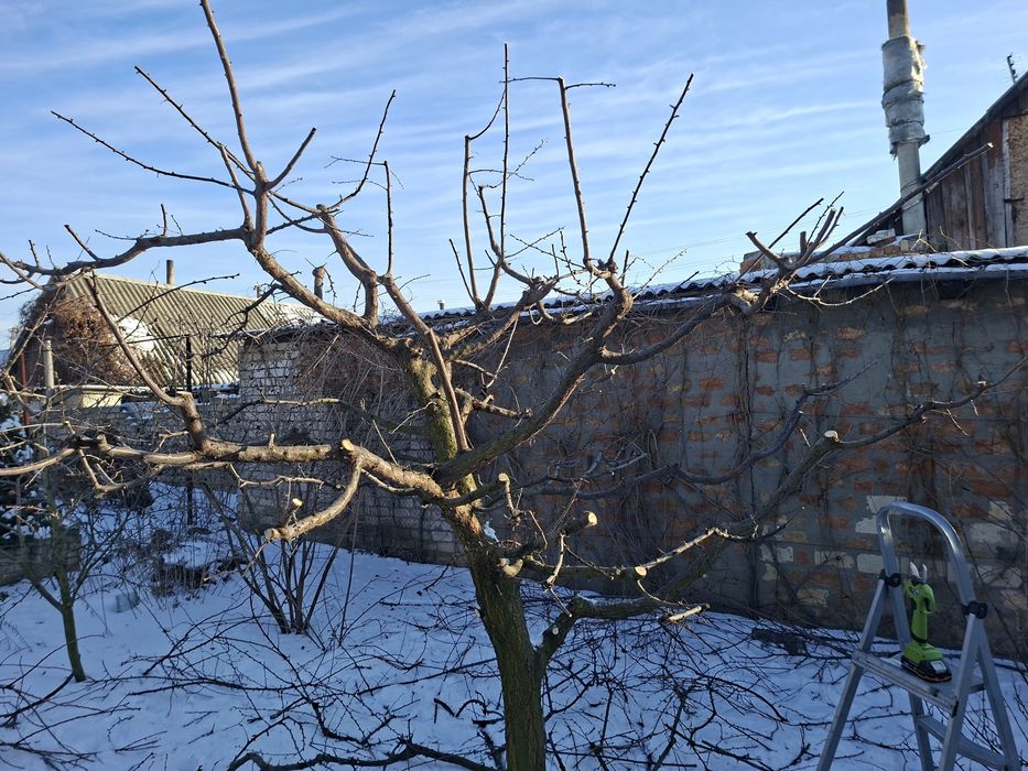 Уборка учасника,обрезка сада,спил деревьев,вывоз веток,обрезка веток