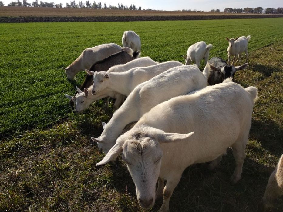 Срочно  продаётся стадо дойных коз