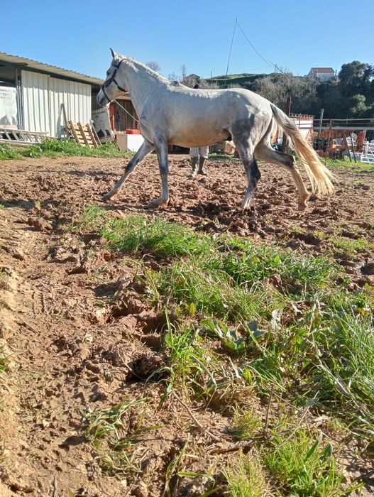 Cavalo crz  luzitano