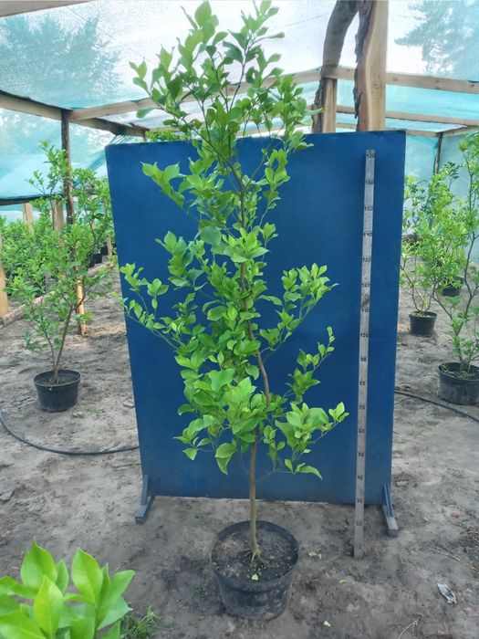 Великі Лимони Павловский