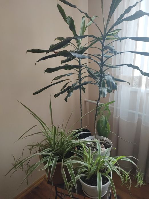 Продам квіти кімнатні