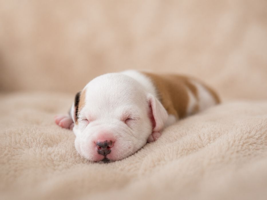 Szczeniak American Staffordshire Terrier (Amstaff) – ZKwP/FCI