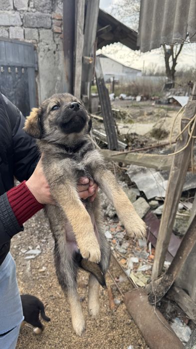 Віддам безкоштовно