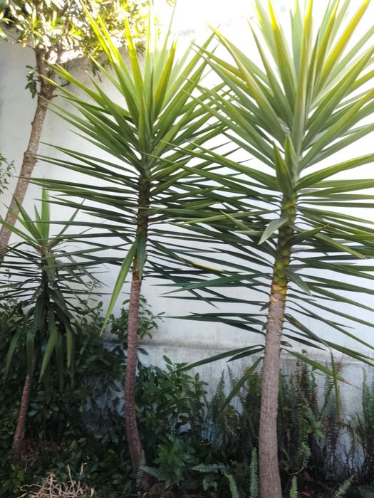 Plantas uicas tropicais