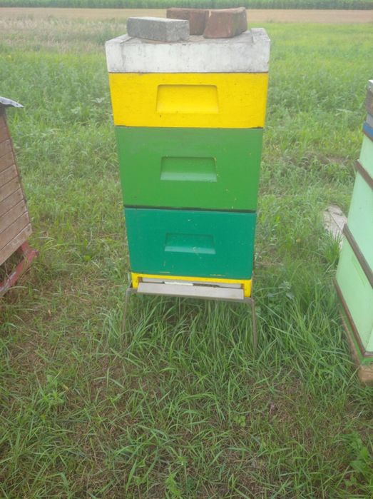 Sprzedam ule wielkopolskie całą pasieka