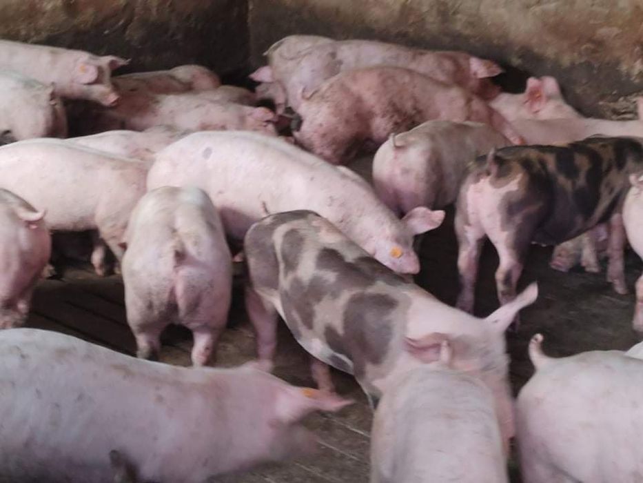 Sprzedam Prosięta/Warchlaki