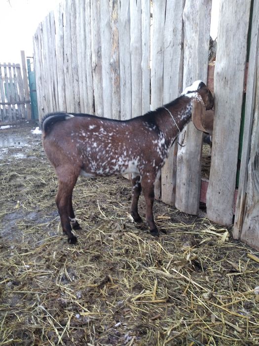 Англо- нубійська кізонька 96,88