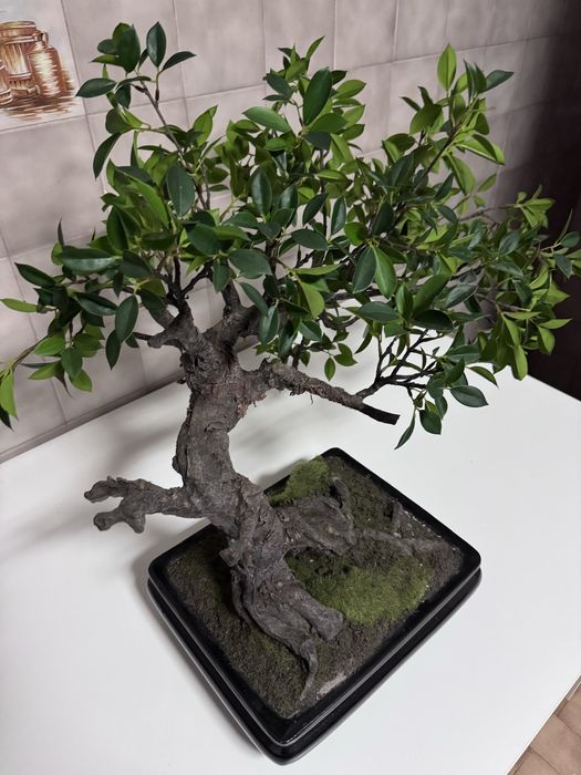 Planta Bonsai Artificial