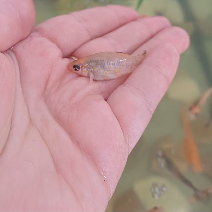 Продам деток моллинезии