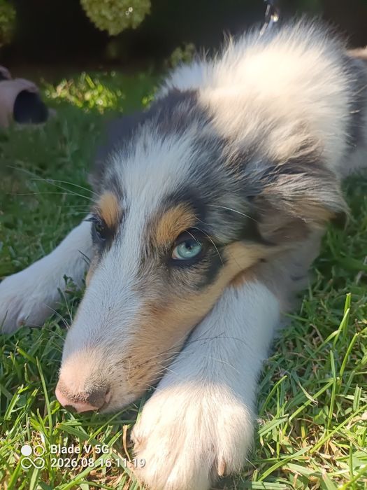 Owczarek szkocki collie