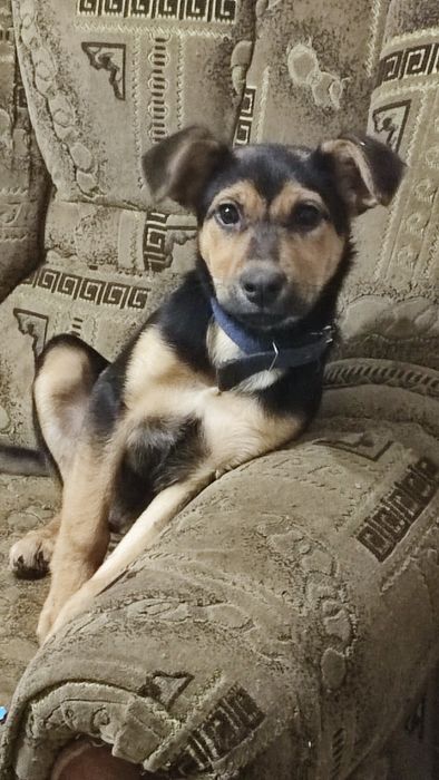 Срочно Отдам собак в хорошие руки парода немецкая овчарка