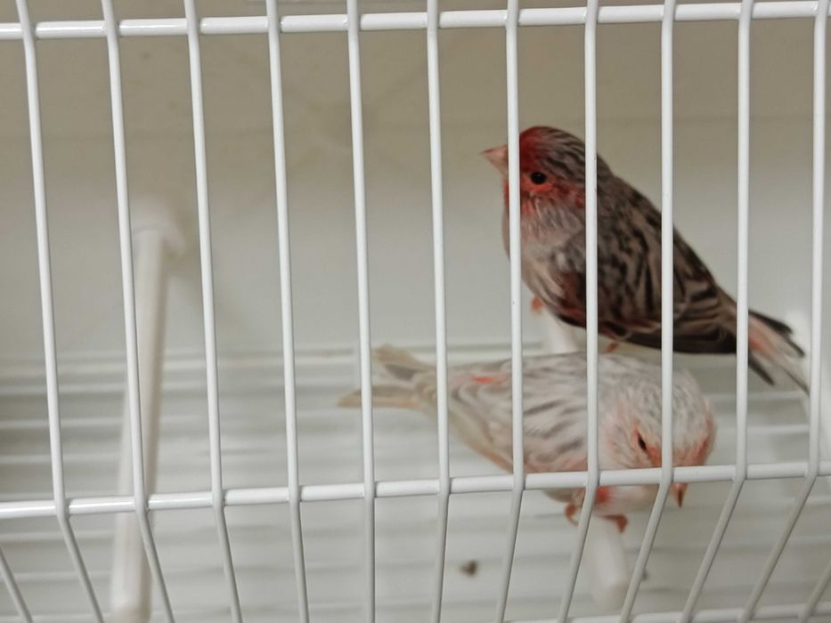 Canários ágatas opala vermelho mosaico